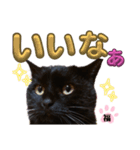 S家の黒猫の福ちゃん(ドアップ)（個別スタンプ：13）