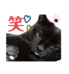S家の黒猫の福ちゃん(ドアップ)（個別スタンプ：14）