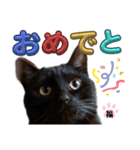 S家の黒猫の福ちゃん(ドアップ)（個別スタンプ：16）