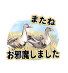 小鳥からの大人のご挨拶（個別スタンプ：15）