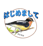 小鳥からの大人のご挨拶（個別スタンプ：36）