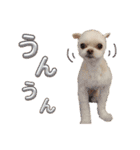 ビビスタンプver3（個別スタンプ：5）