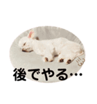 ビビスタンプver3（個別スタンプ：28）