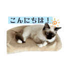 ラグドールのたぬとこ1（個別スタンプ：2）