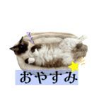ラグドールのたぬとこ1（個別スタンプ：4）
