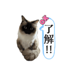 ラグドールのたぬとこ1（個別スタンプ：5）