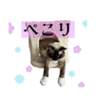 ラグドールのたぬとこ1（個別スタンプ：12）