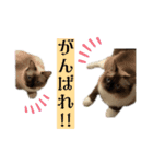 ラグドールのたぬとこ1（個別スタンプ：13）