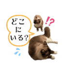 ラグドールのたぬとこ1（個別スタンプ：14）