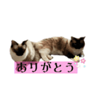 ラグドールのたぬとこ1（個別スタンプ：15）