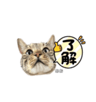 トラ猫のあおちゃんスタンプ（個別スタンプ：3）