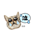 トラ猫のあおちゃんスタンプ（個別スタンプ：6）