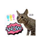 トラ猫のあおちゃんスタンプ（個別スタンプ：9）