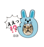 トラ猫のあおちゃんスタンプ（個別スタンプ：10）