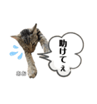 トラ猫のあおちゃんスタンプ（個別スタンプ：12）