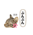 トラ猫のあおちゃんスタンプ（個別スタンプ：17）