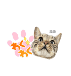 トラ猫のあおちゃんスタンプ（個別スタンプ：18）