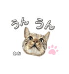 トラ猫のあおちゃんスタンプ（個別スタンプ：19）