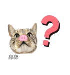 トラ猫のあおちゃんスタンプ（個別スタンプ：20）