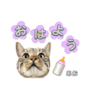 トラ猫のあおちゃんスタンプ（個別スタンプ：21）