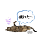トラ猫のあおちゃんスタンプ（個別スタンプ：25）