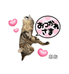 トラ猫のあおちゃんスタンプ（個別スタンプ：26）