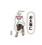 トラ猫のあおちゃんスタンプ（個別スタンプ：27）