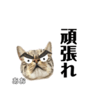 トラ猫のあおちゃんスタンプ（個別スタンプ：29）
