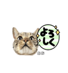 トラ猫のあおちゃんスタンプ（個別スタンプ：32）