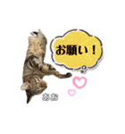 トラ猫のあおちゃんスタンプ（個別スタンプ：33）