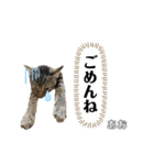 トラ猫のあおちゃんスタンプ（個別スタンプ：34）