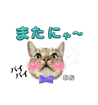 トラ猫のあおちゃんスタンプ（個別スタンプ：35）