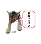 トラ猫のあおちゃんスタンプ（個別スタンプ：36）