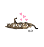 トラ猫のあおちゃんスタンプ（個別スタンプ：38）
