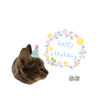 トラ猫のあおちゃんスタンプ（個別スタンプ：39）