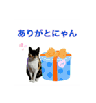 猫メメちゃんのスタンプ（個別スタンプ：10）