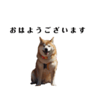 柴犬ごん太の敬語スタンプ（個別スタンプ：1）