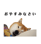 柴犬ごん太の敬語スタンプ（個別スタンプ：2）