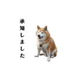 柴犬ごん太の敬語スタンプ（個別スタンプ：4）