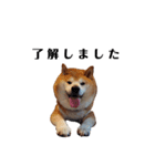 柴犬ごん太の敬語スタンプ（個別スタンプ：5）