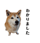 柴犬ごん太の敬語スタンプ（個別スタンプ：6）