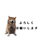 柴犬ごん太の敬語スタンプ（個別スタンプ：7）