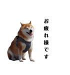 柴犬ごん太の敬語スタンプ（個別スタンプ：8）