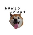 柴犬ごん太の敬語スタンプ（個別スタンプ：10）