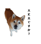 柴犬ごん太の敬語スタンプ（個別スタンプ：11）