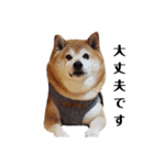 柴犬ごん太の敬語スタンプ（個別スタンプ：12）