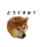 柴犬ごん太の敬語スタンプ（個別スタンプ：13）