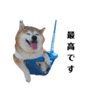 柴犬ごん太の敬語スタンプ（個別スタンプ：14）