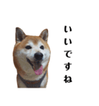 柴犬ごん太の敬語スタンプ（個別スタンプ：15）