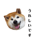 柴犬ごん太の敬語スタンプ（個別スタンプ：17）